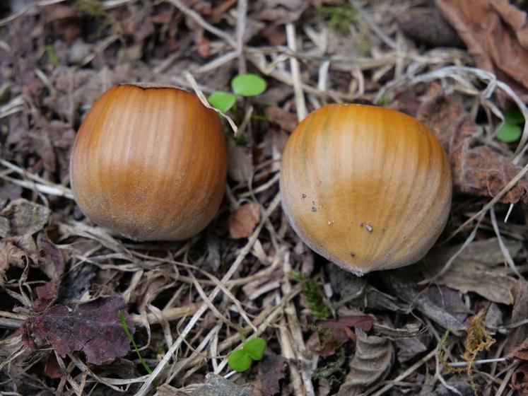 Les deux variétés à coque cultivées par Laurent Chiron : à gauche, l'Ennis et à droite la Butler.