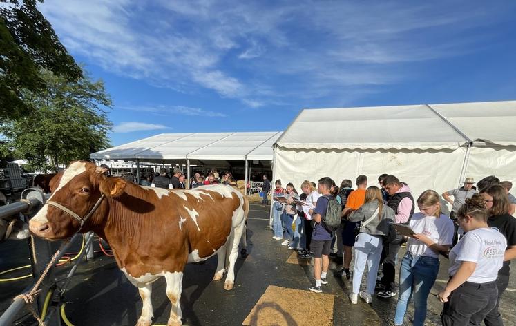 Samedi, les jeunes en formation ont participé au concours de pointage, avec 9 animaux à évaluer, en bovins et ovins. Dans chaque race, le participant arrivé en tête ira au Salon de l'agriculture à Paris en 2025 pour représenter le Maine-et-Loire.