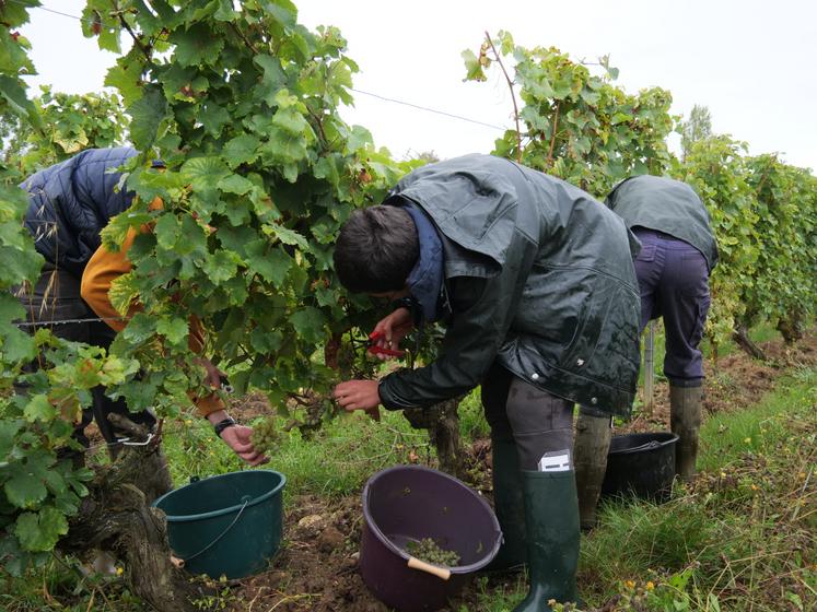 Les élèves de Première CGEVV ont récolté les premières baies mercredi matin.