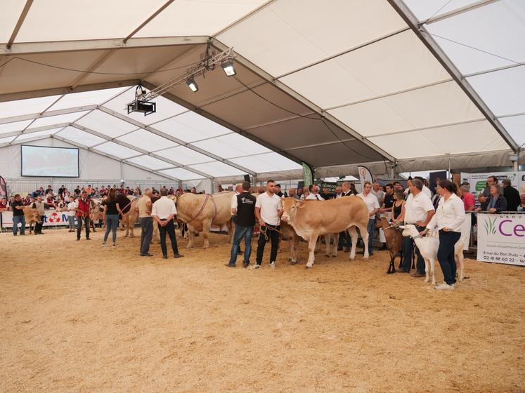 La grande majorité des races a pu concourir, excepté les ovins rouges de l'ouest, absents, et les blondes d'Aquitaine, avec seuls quelques animaux en présentation.