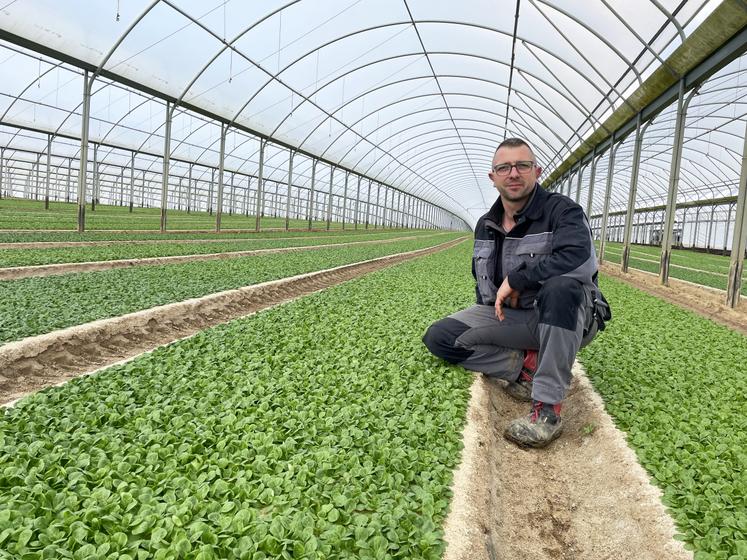 Thomas Godard fournit chaque année environ 250 tonnes de mâche à sa coopérative.