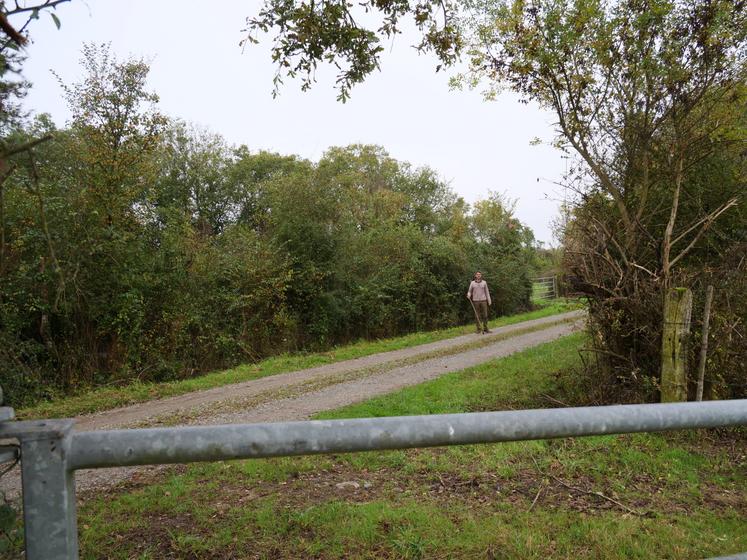 Pour passer d'une prairie à l'autre, les bovins empruntent le chemin du chemineau.