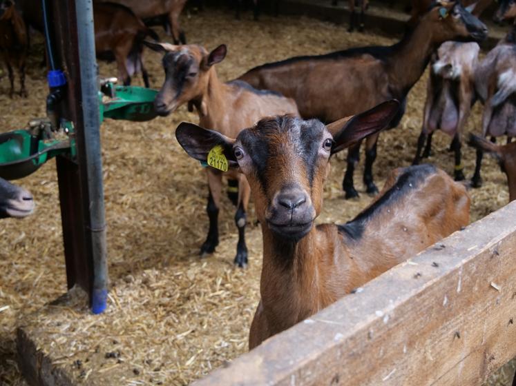 L'exploitation livre 550 000 l de lait à Lactalis.