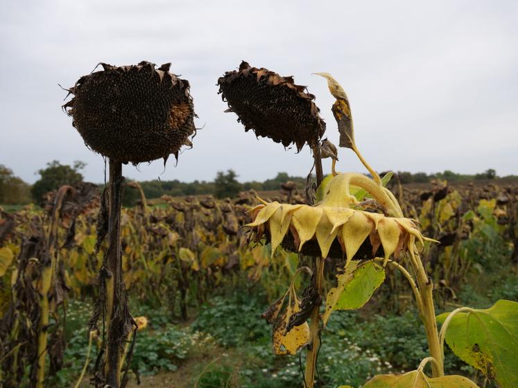 Parcelle de tournesol dans le Segréen, le 17 octobre. Seuls 30 % des graines, par rapport aux prévisions de récolte, sont actuellement collectées. 