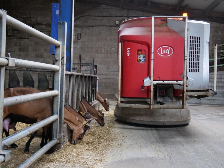 La ration des chèvres est composée d'ensilage de maïs (2,5 kg), de foin de ray-grass produit sur l'exploitation et de luzerne achetée en brin et bouchons.