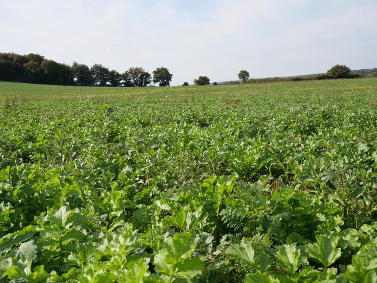 Les couverts végétaux ont été semés le 8 août sur la parcelle de limon sableux à Chazé-sur-Argos.