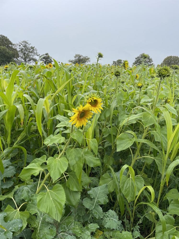 Des mélanges pâturables avec du tournesol, du sorgho, colza fourrager et trèfle d'alexandrie.