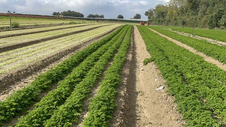 L'exploitation cultive du persil de plein champ, sur 1 ha 1/2. Il est semé en mars, puis cinq coupes successives sont effectuées entre juin et octobre. Ce persil est vendu en 4ème gamme : du haché prêt à l'emploi, à destination des marchés de la restauration commerciale et collective.