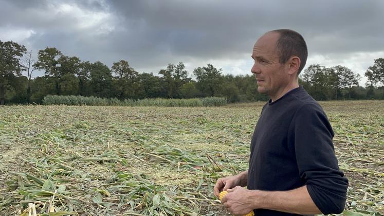 Pierre Frouin dans une parcelle ensilée mardi matin. Beaucoup de plantes restent au sol.