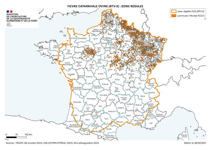 Fièvre catarrhale ovine BTV 3 en France.