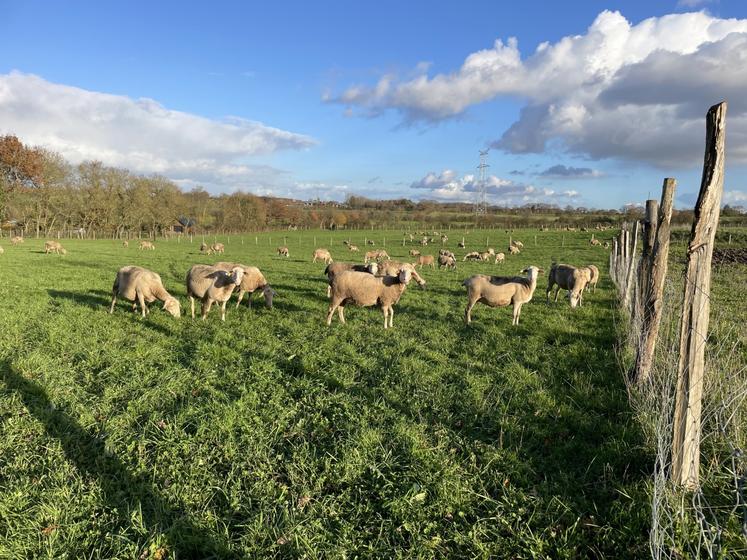 L'exploitation conduit un troupeau de 120 brebis laitières.