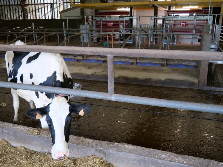 Le tiers des élevages laitiers sont aujourd'hui robotisés en Pays de la Loire.