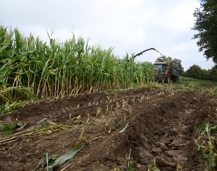 Chantier d'ensilage, début octobre à La Séguinière. Ici, l'agriculteur a renoncé à semer du ray-grass et a laissé le sol tel quel pour l'hiver.