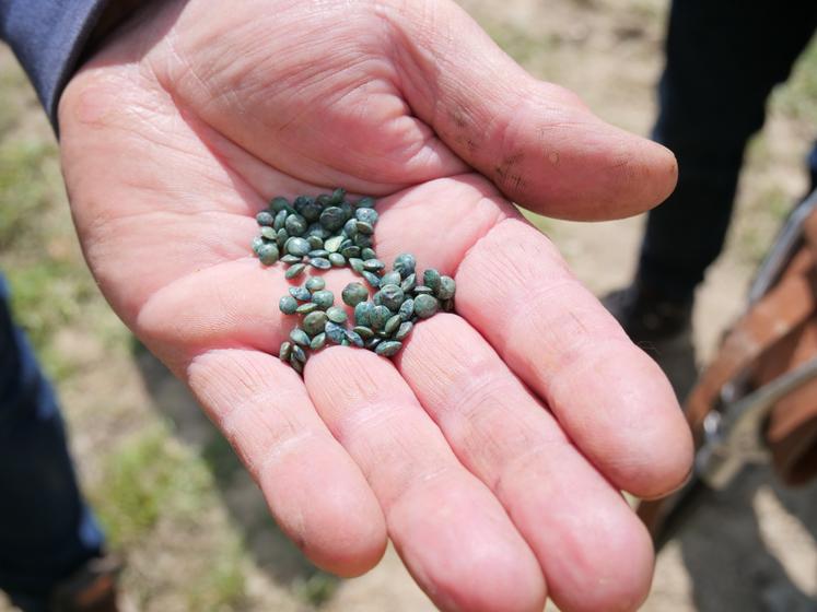 Claude Thouin a recommandé des semences de lentilles vertes.