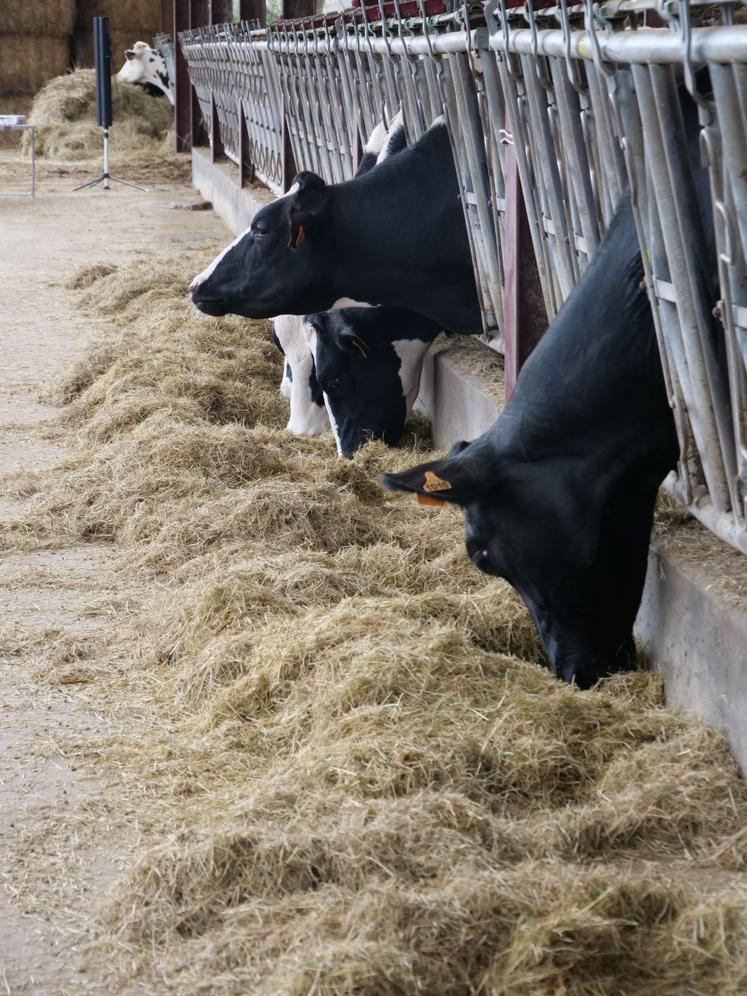 Afin d'éviter le tri, la ration doit être bien mélangée, avec des brins coupés nettement et finement.