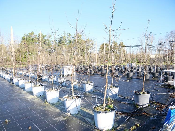 Dans le parc de containers est testé le lien entre nutrition des pommiers et stimulateurs de défense des plantes.