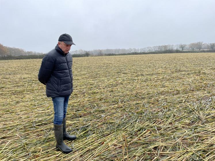 Dans cette parcelle (photo prise le 28/11/2024), le sorgho a été roulé et une féverole a été semée le 20 novembre.