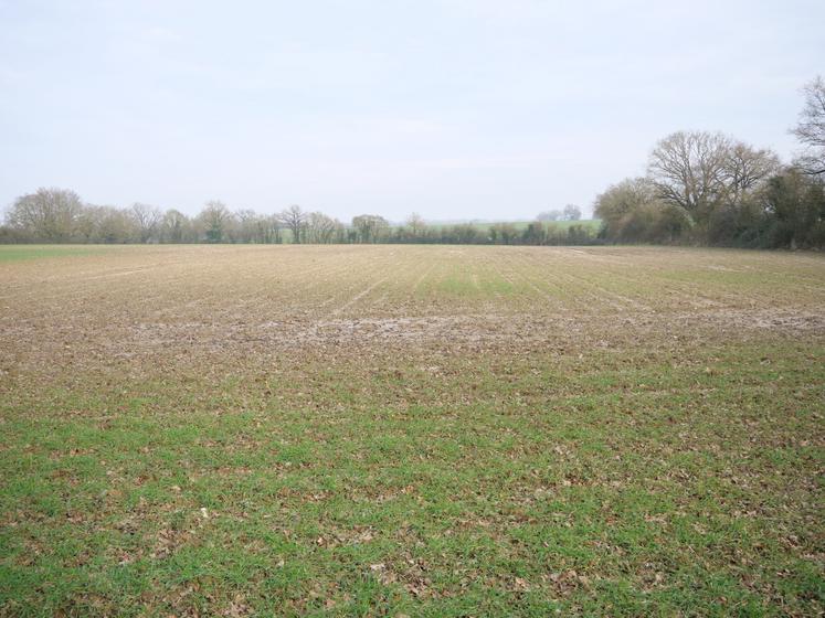 Ci-dessus et ci-contre, une parcelle non drainée, implantée en triticale : "c'est la première fois que j'ai autant de difficultés sur cette parcelle", constate François Bombré.