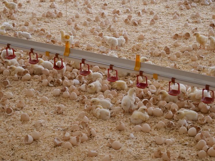 Le dégagement de poussières commence avec le duvet jaune des poussins.