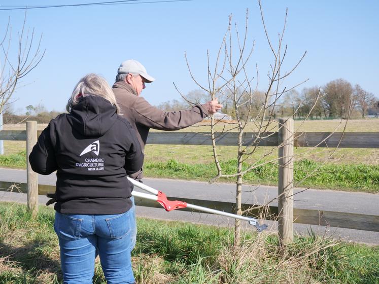 Pour former des arbres têtards, il faut choisir dans le linéaire des sujets bien portants avec de bonnes ramifications.