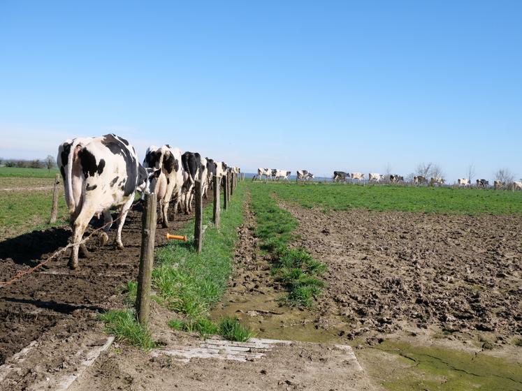 Le troupeau dispose d'un chemin d'accès direct aux parcelles. Les vaches ont commencé à sortir début mars.