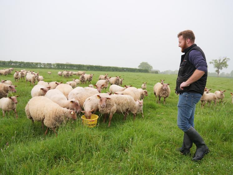Florent Cesbron, ici en photo, et son associé Mathieu Chauvé, ont fait vacciner leur troupeau de rouge de l'Ouest contre la fièvre catarrhale ovine.