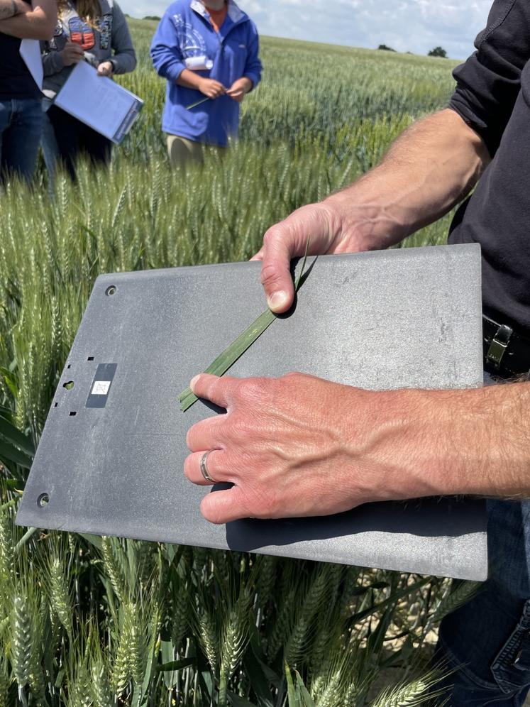 Présence pucerons verts sur la variété 18 non inscrite