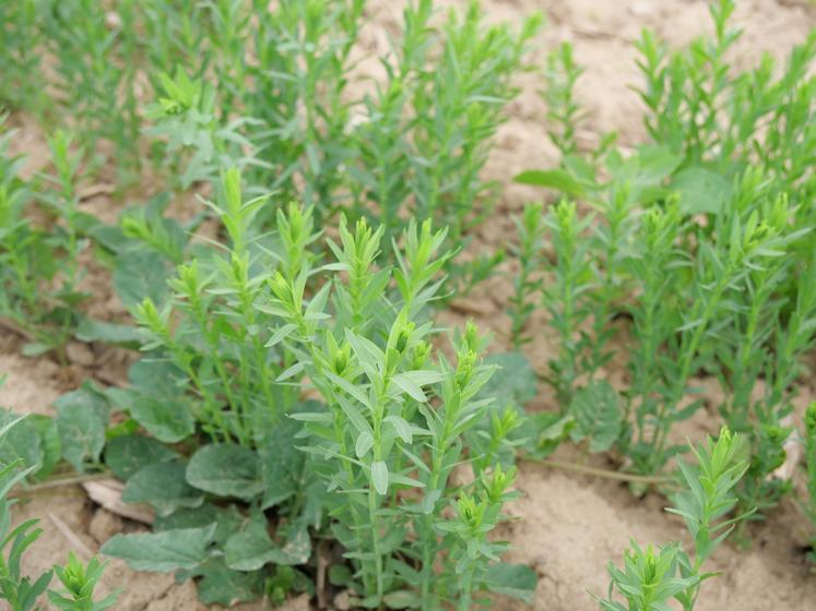 Le jeune agriculteur cultive du lin semences pour la coopérative Hemp It. Sa première récolte aura lieu en juillet prochain.