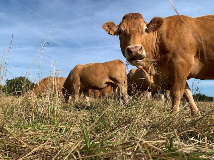 Faire pâturer du foin sur pied aux vaches gestantes n'a pas d'impact significatif sur les performances zootechniques des animaux.