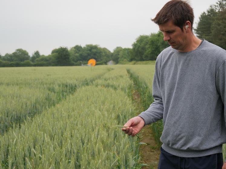 Bruno Terrien, dans la parcelle de blé tendre irriguée. L'agriculteur espère conserver le potentiel de rendement grâce à cet apport d'eau.