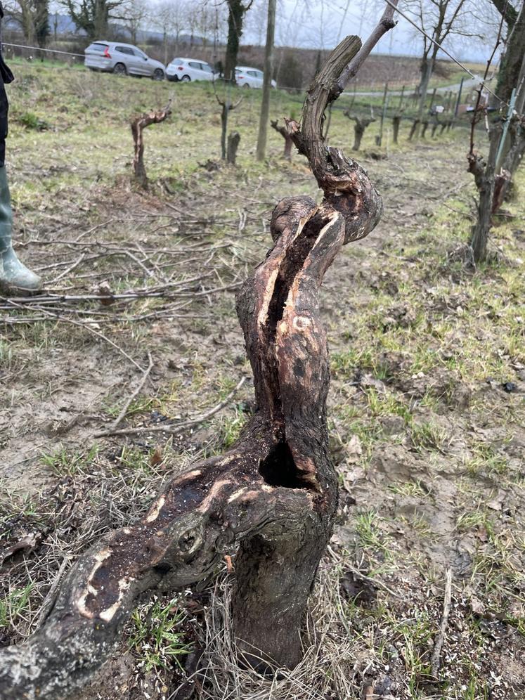 Il faut enlever le bois nécrosé tout en préservant un maximum de bois sec.