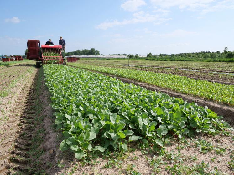 La récolteuse a été conçue spécifiquement pour prélever délicatement les radis de la planche.
