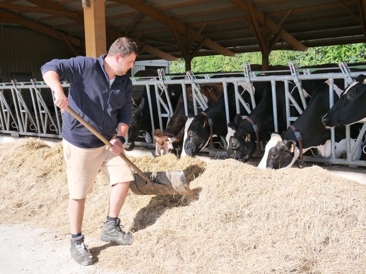 La stabulation dispose désormais de 135 places de logettes avec plusieurs cases pour les vaches taries (ici sur la photo). Le foin, récolté sur 25 ha, est distribué à l'ensemble des animaux.