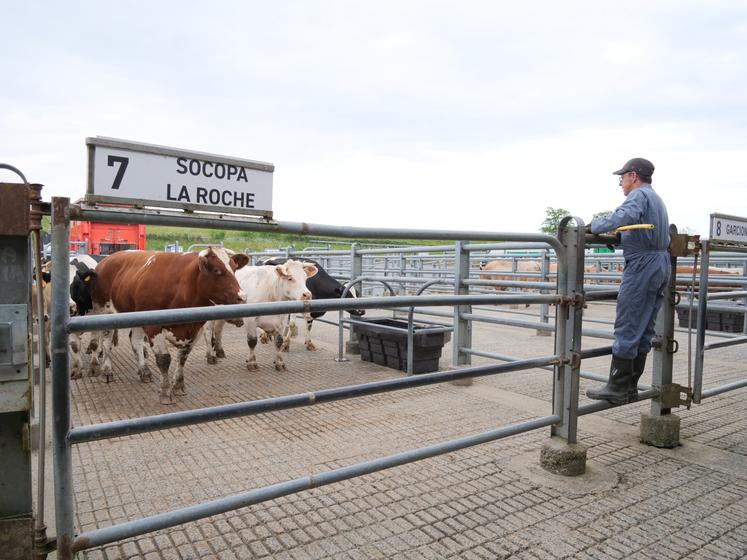 Chaque abattoir dispose d'une case pour rassembler les animaux achetés au marché.