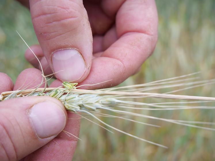 Les grains ne se remplissent pas.