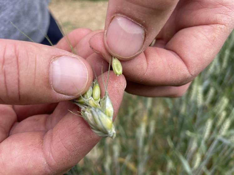 Le grain apparaît.