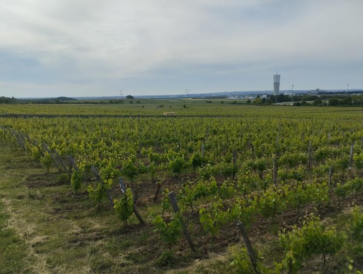 Le domaine de l'IFV s'étend sur 12 ha à Montreuil-Bellay.