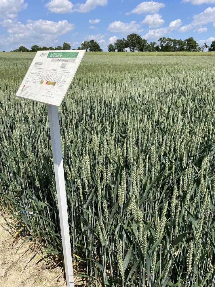 La variété Chevignon reste une valeur sûre dans le secteur pour sa résistance aux maladies.