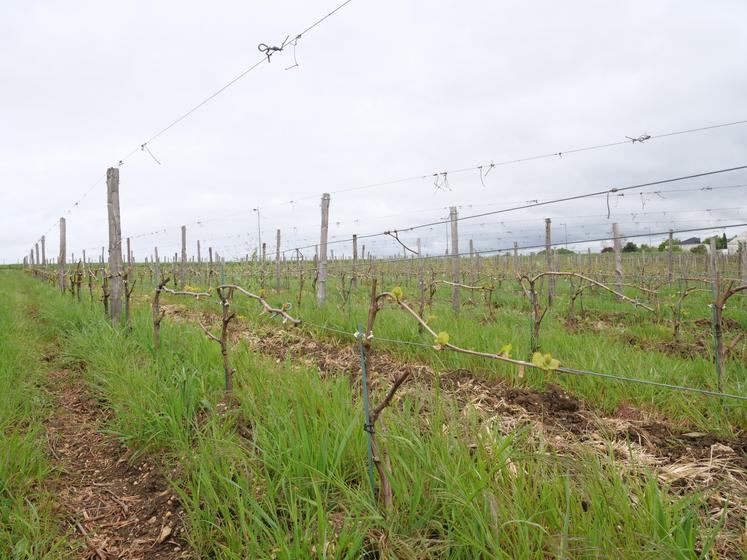 Le domaine de l'IFV s'étend sur 12 ha à Montreuil-Bellay