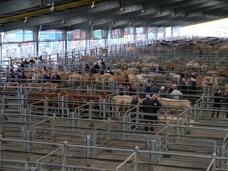 321 animaux maigres étaient proposés à la vente lundi 19 mai, dont 225 broutards. Chaque abattoir dispose d'une case pour rassembler les animaux achetés au marché. Antoine Giret, co-associé du négoce SAS Giret-Cailleau.