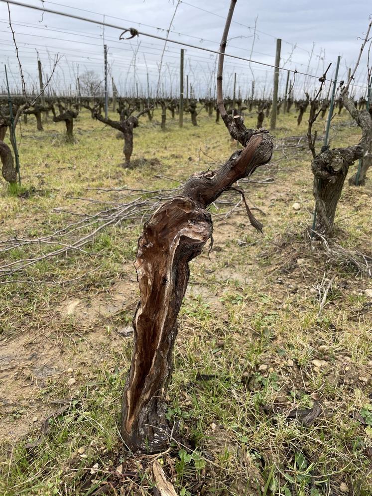 Il faut enlever le bois nécrosé tout en préservant un maximum de bois sec.