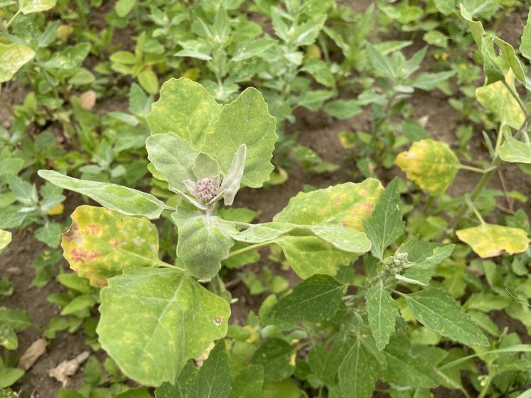 Culture de quinoa.