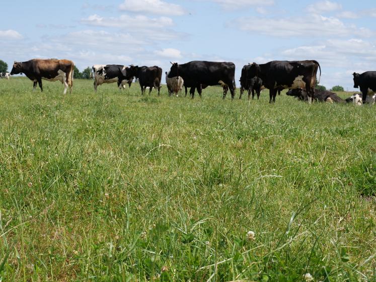 Paddock au 2 juin. Sauf en période de forte pousse, les vaches ne reviennent sur les paddocks que tous 21 à 23 jours.