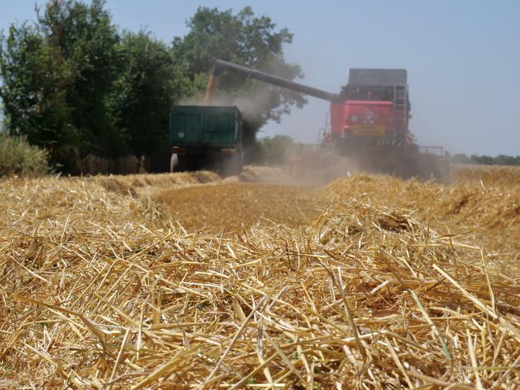 La paille, qui sera ensuite pressée, servira au besoin du troupeau charolais.