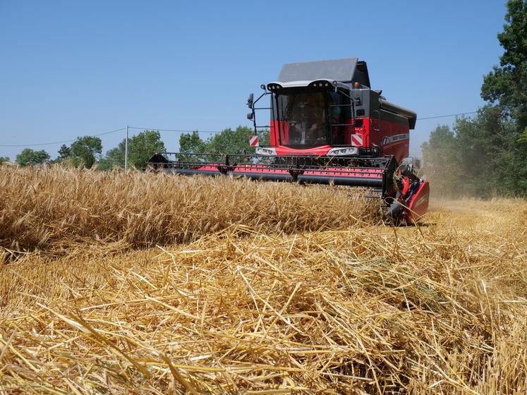 Sur la SAU de 250 ha, les éleveurs implantent 73 ha de blé, 11 ha de triticale, 15 ha de colza et, ici, 4 ha d'orge.