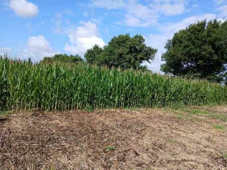 La parcelle de maïs sur couvert de sorgho et féverole.