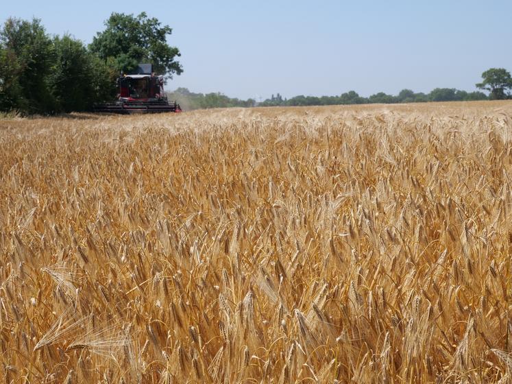 Moisson d'orge à Lys Haut Layon, le 20 juin. Malgré une grande hétérogénéité de situations, les rendements en orge sont supérieurs de 15 % environ par rapport à la moyenne quinquennale. 