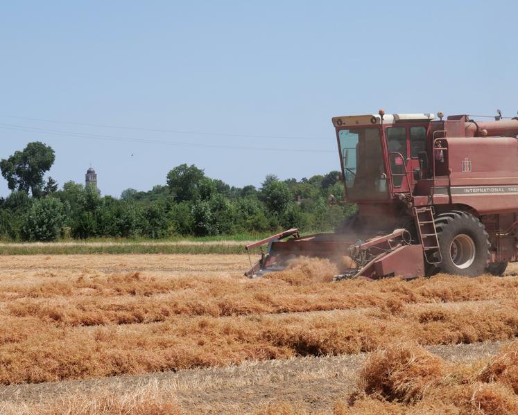 Récolte à Loire-Authion (La Bohalle), jeudi 3 juillet. Sur cette parcelle semée le 15 mars, le rendement a été très satisfaisant avec 25 qx/ha récoltés.