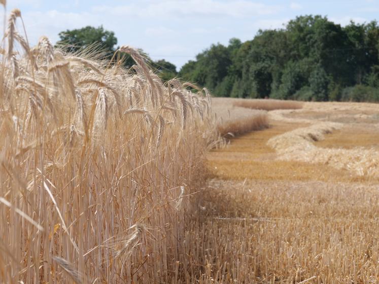 Christelle Brevet implante près de 20 ha de céréales (triticale et méteil) autoconsommées par ses bovins.