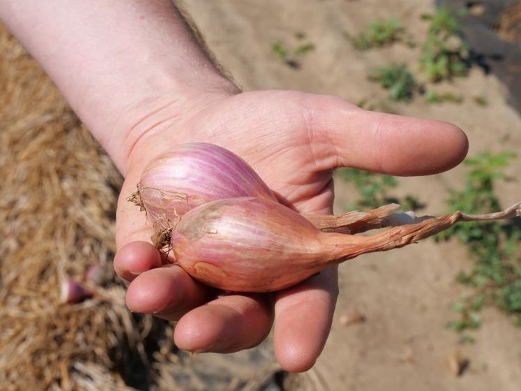 Une vingtaine d'adhérents de la coopérative produisent de l'échalote. Les andains de bulbes sèchent sur le paillage avant d'être ramassés à la machine.